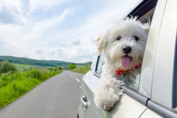 Der Schutz für vier Beine - die Hundehalter-Haftpflichtversicherung